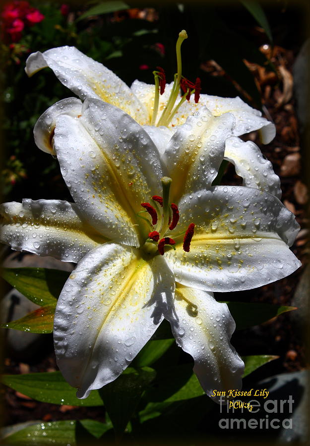 Sun Kissed Lily Photograph by Patrick Witz