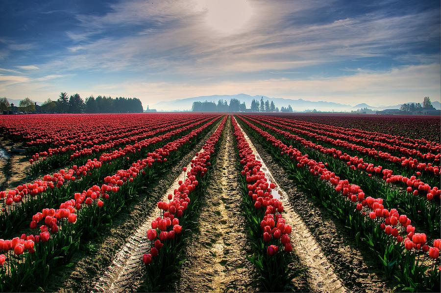 Sun Kissed Tulips Photograph by Spencer McDonald