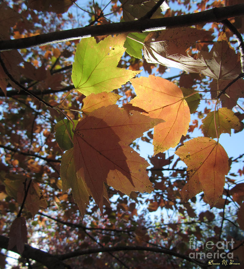 Sun-lite Fall Leaves Photograph by Donna Brown