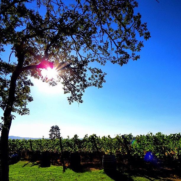 Summer Photograph - #sun Over #cooper #mountain #vineyards by Andy Ehlen