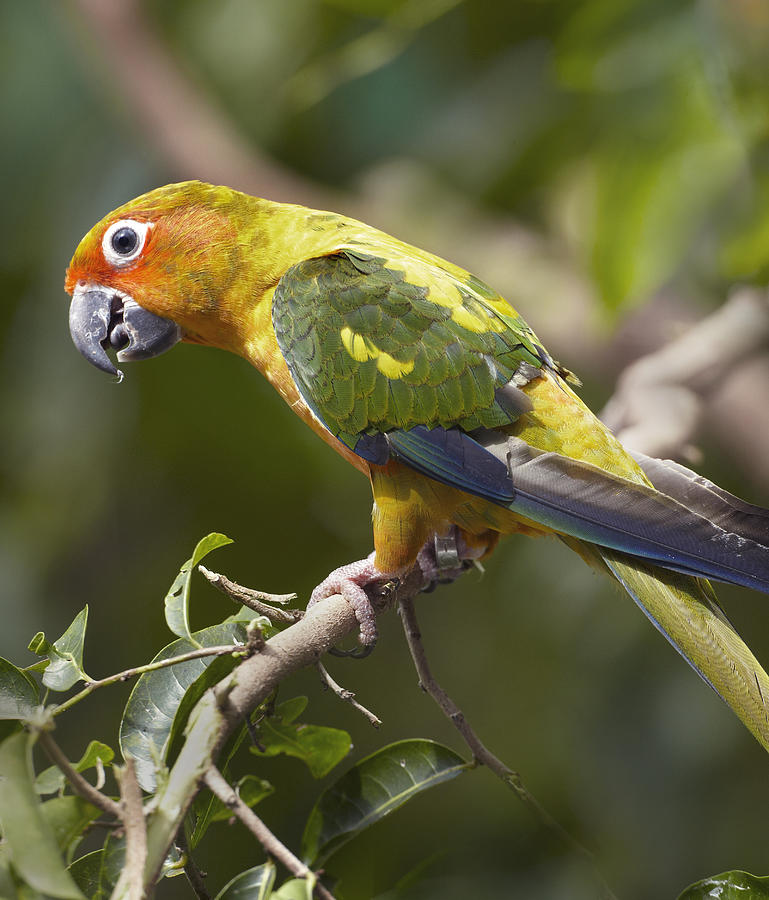 Sun Parakeet Native To South America Photograph by Tim Fitzharris