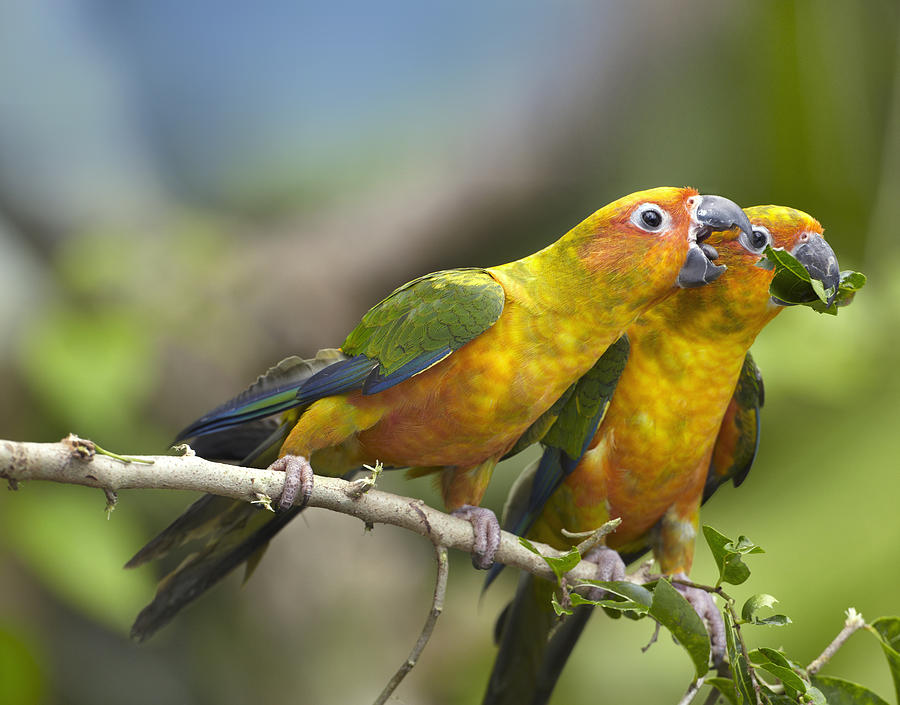 Sun Parakeet Pair Feeding On Leaves Photograph by Tim Fitzharris