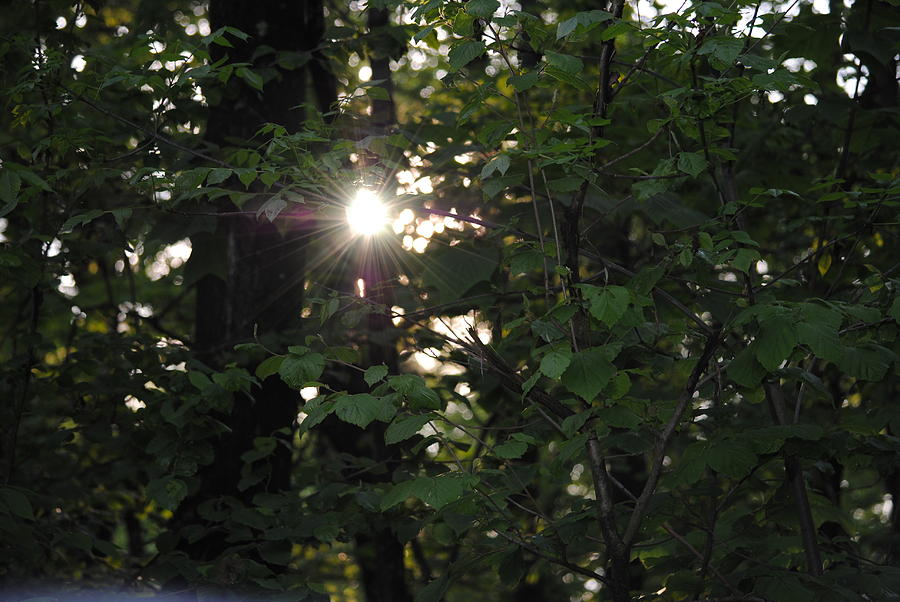 Nature Photograph - Sun Rays by April  Robert