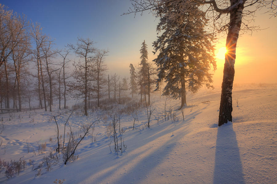 Sun Rising Behind Trees On Snowy Cattle Photograph by Dan Jurak