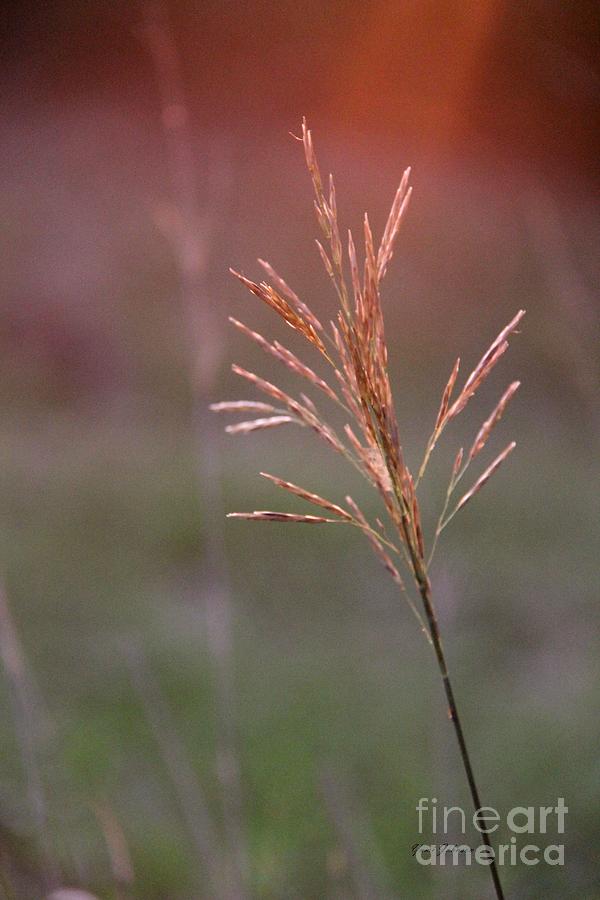 Sun setting on the tall grass Photograph by Yumi Johnson