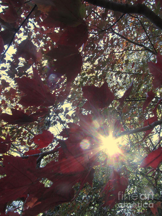 Sunshine Through The Maple Tree Photograph by Donna Brown