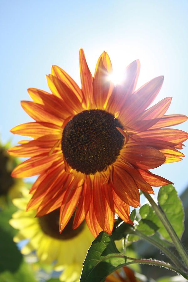 بستان ورد المصــــــــراوية - صفحة 65 Sun-shining-flower-rich-tanguay