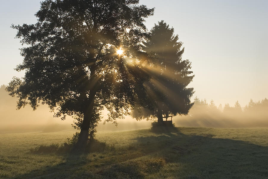 Sun Shining Through Trees And Morning Photograph by Konrad Wothe