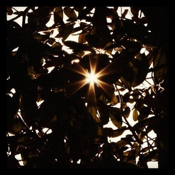 Nature Photograph - Sun Shining Thru Magnolia Leaves by April J