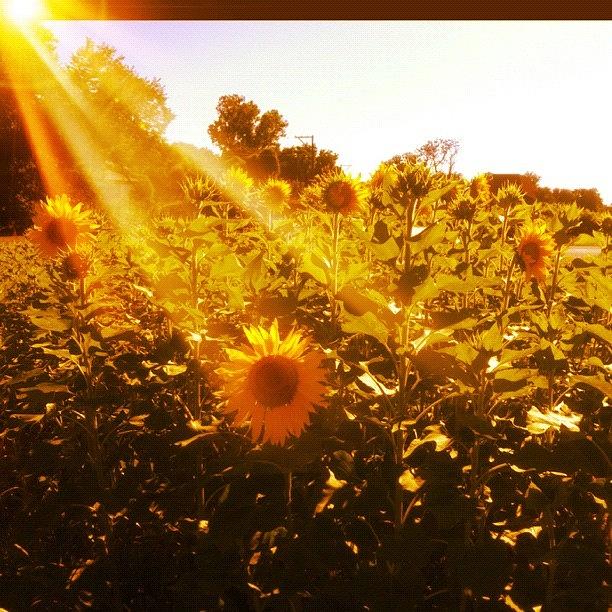 Sunflower Photograph - #sun #sunflower by Levi Golden