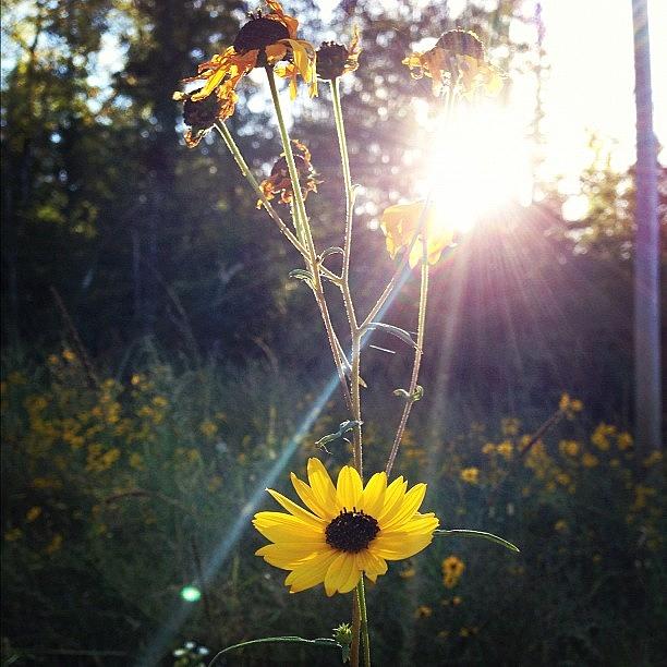 Nature Photograph - #sun #sunflowers #nature #neighborhood by Katie Corley