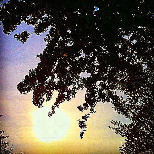 Flower Photograph - #sun #sunset #sky #skies #sunrise #tree by Clare {黒マリ} 🌙🌸