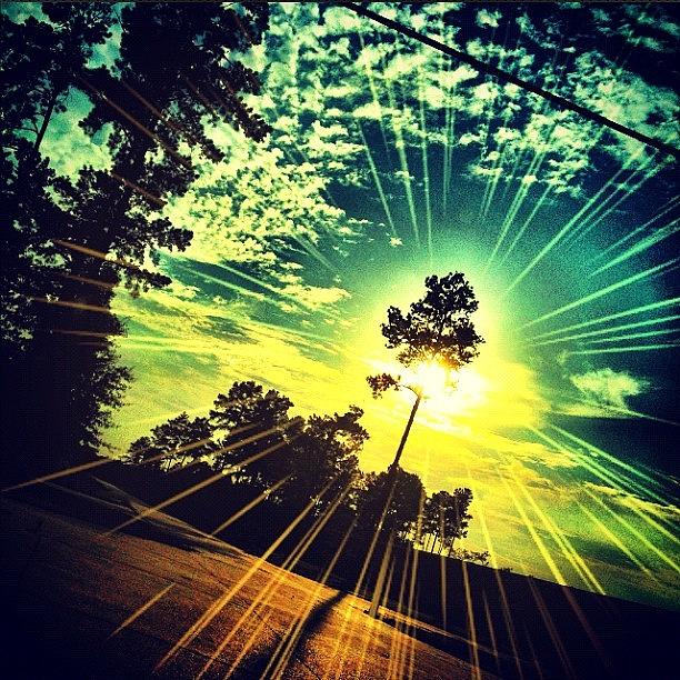 Tree Photograph - #sun #sunset #trees #driving #instacool by Kirsten Taubin