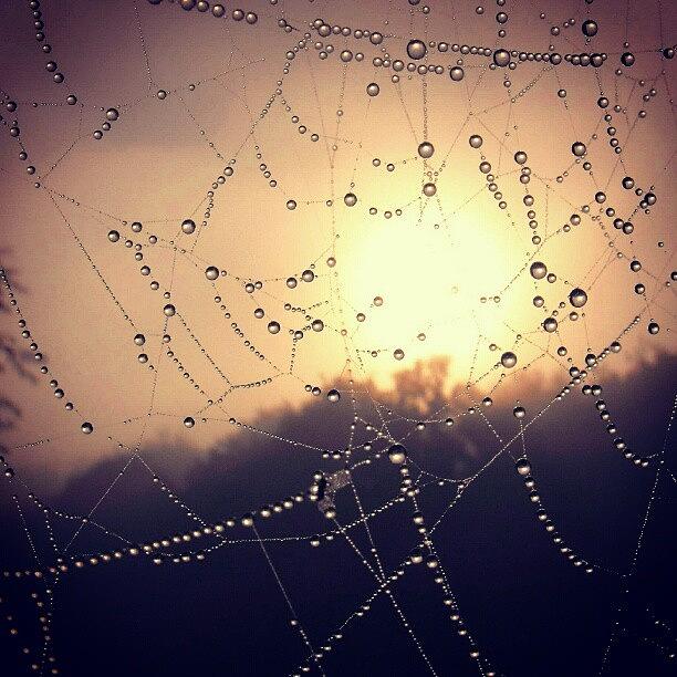 Nature Photograph - sun Through A cobweb by Linandara Linandara
