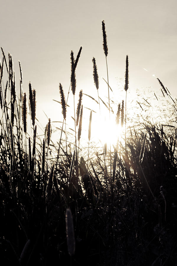 Sun Through the Grass Photograph by Anthony Doudt