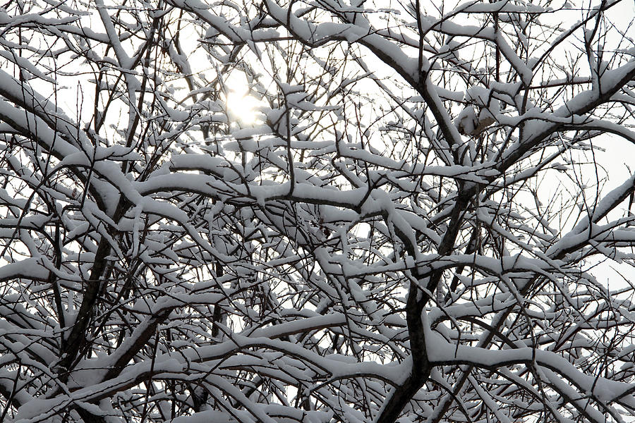Sun Through the Snowy Branches Photograph by Mark J Seefeldt