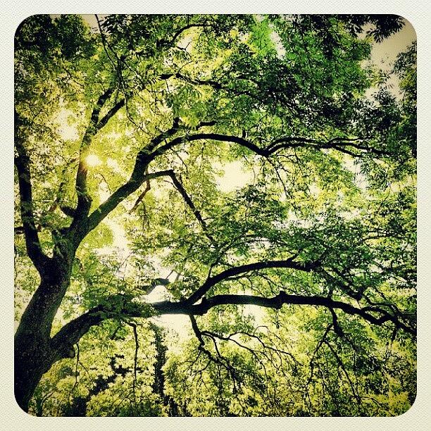 Summer Photograph - #sun #tree #summer by K H   U   R   A   M
