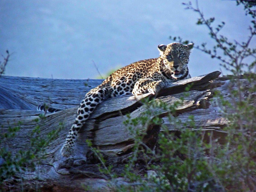 Sunbathing Leopard Photograph by Tony Murtagh
