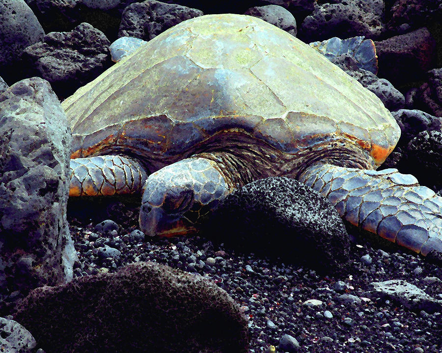 Sunbathing Sea Turtle Digital Art by Timothy Bulone