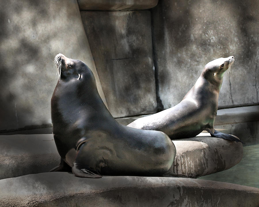 Sunbathing Seals Photograph by Mary Almond
