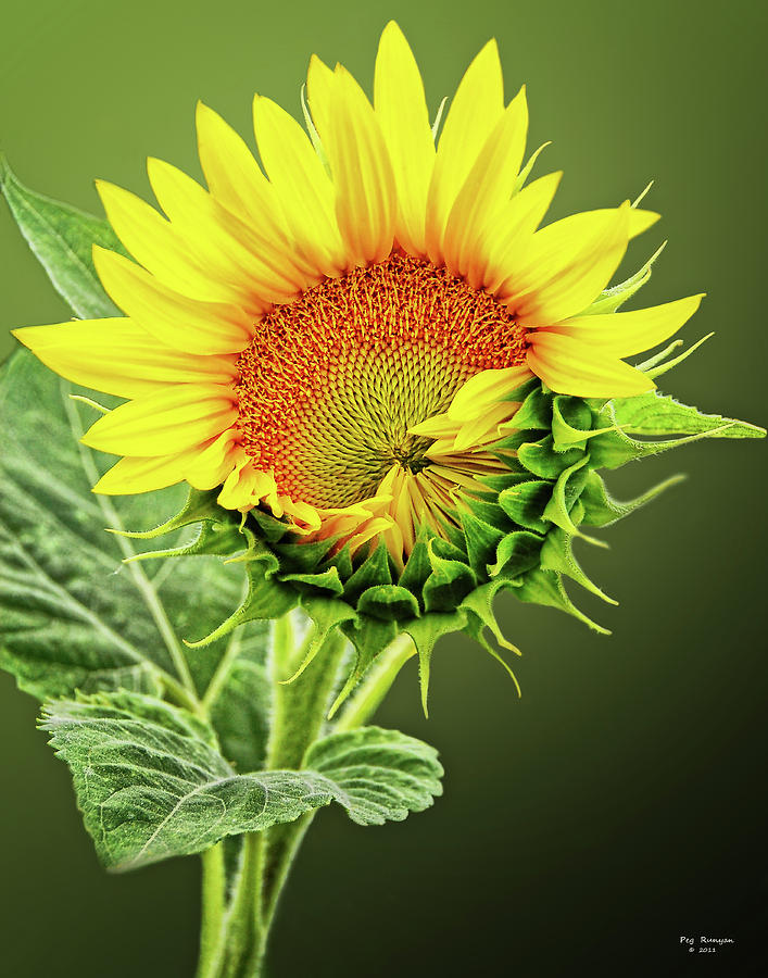 Sunbathing Sunflower Photograph by Peg Runyan