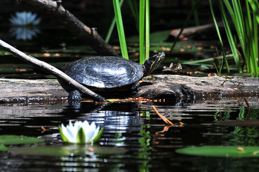 Sunbathing Turtle Photograph by Peter DeFina