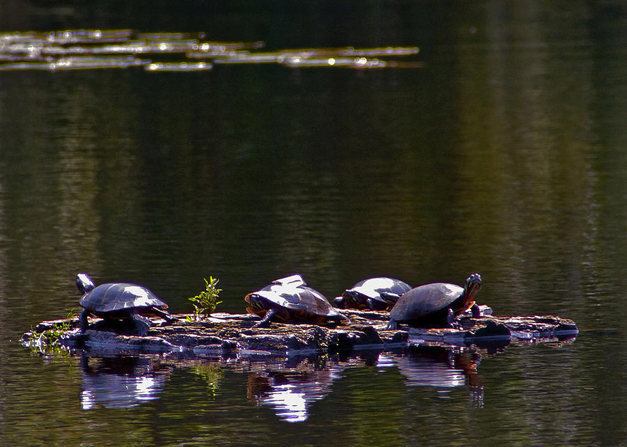 Sunbathing Turtles Photograph by Michael Friedman