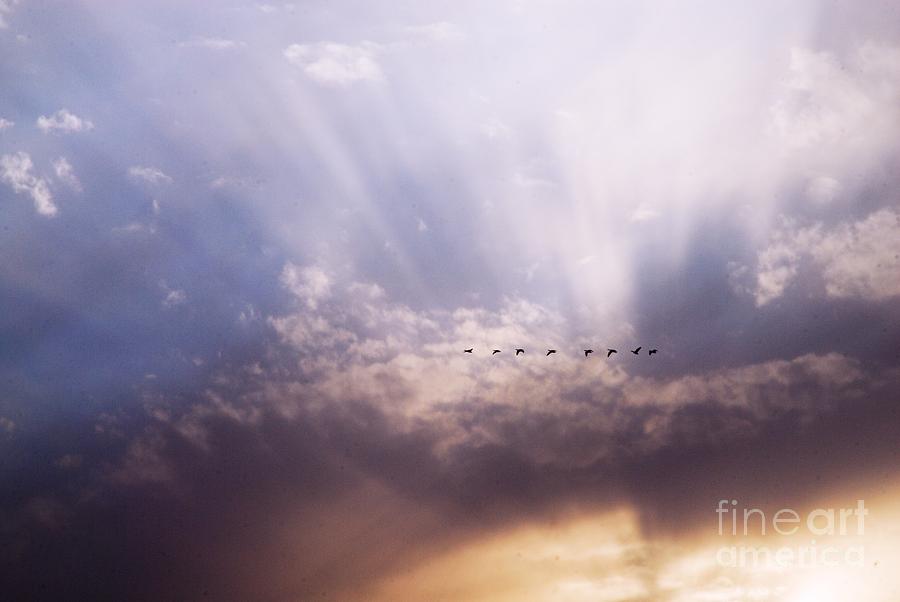 Sunbeams and Geese Photograph by Larry Ricker