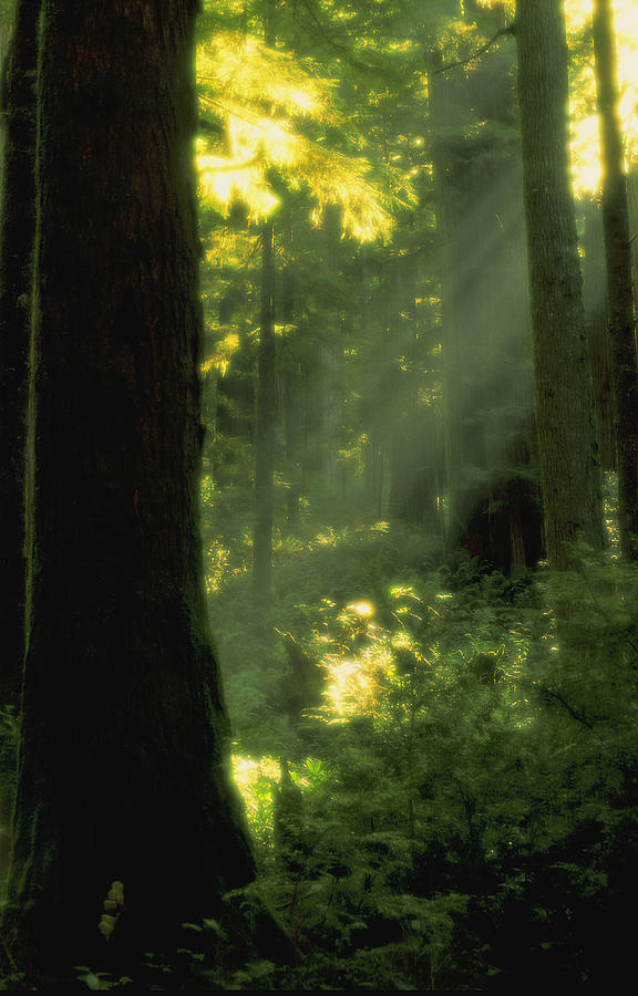 Sunbeams In Forest Of California Photograph