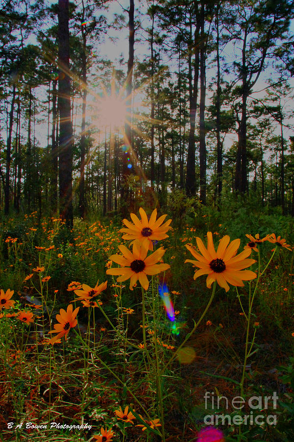 Sunburst on Sunflowers Photograph by Barbara Bowen