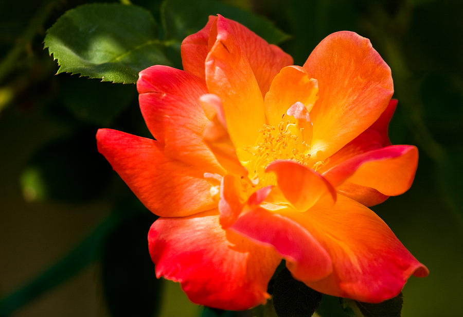 Sunburst Rose Photograph by Adam Pender