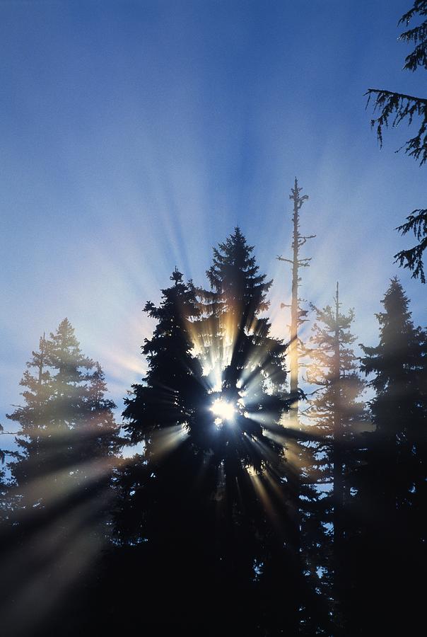 Sunburst Through Silhouetted Pine Trees Photograph by Natural Selection ...