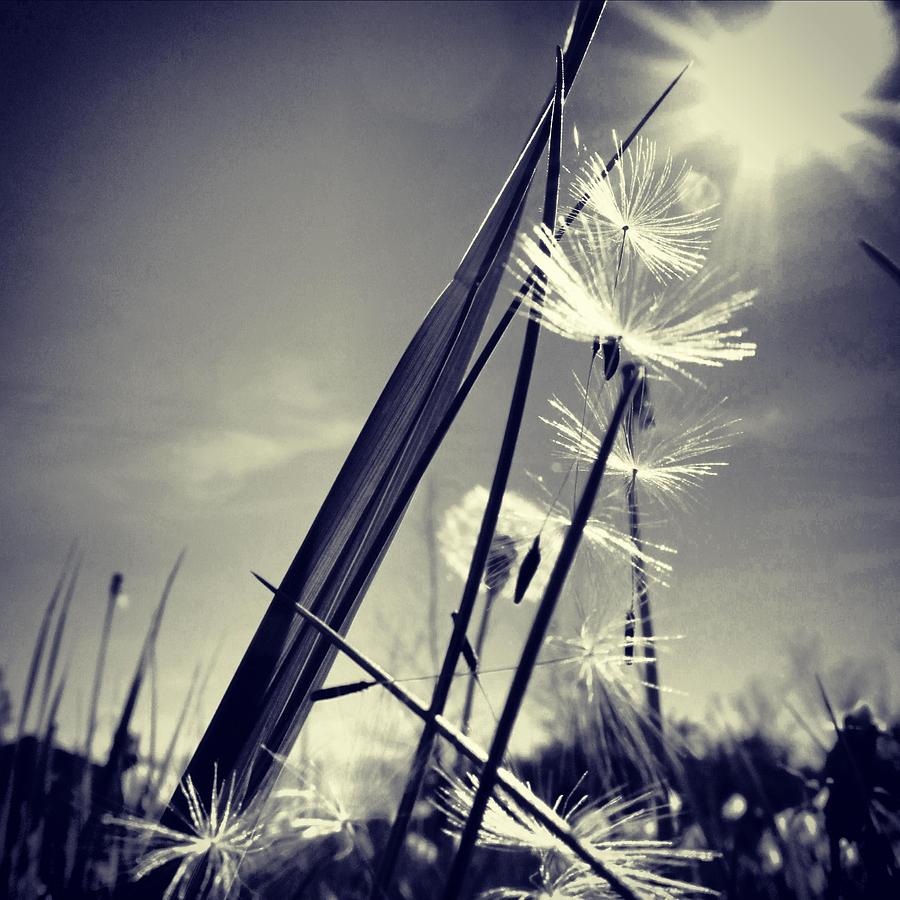 Suncatcher - Instagram Photo Photograph by Marianna Mills