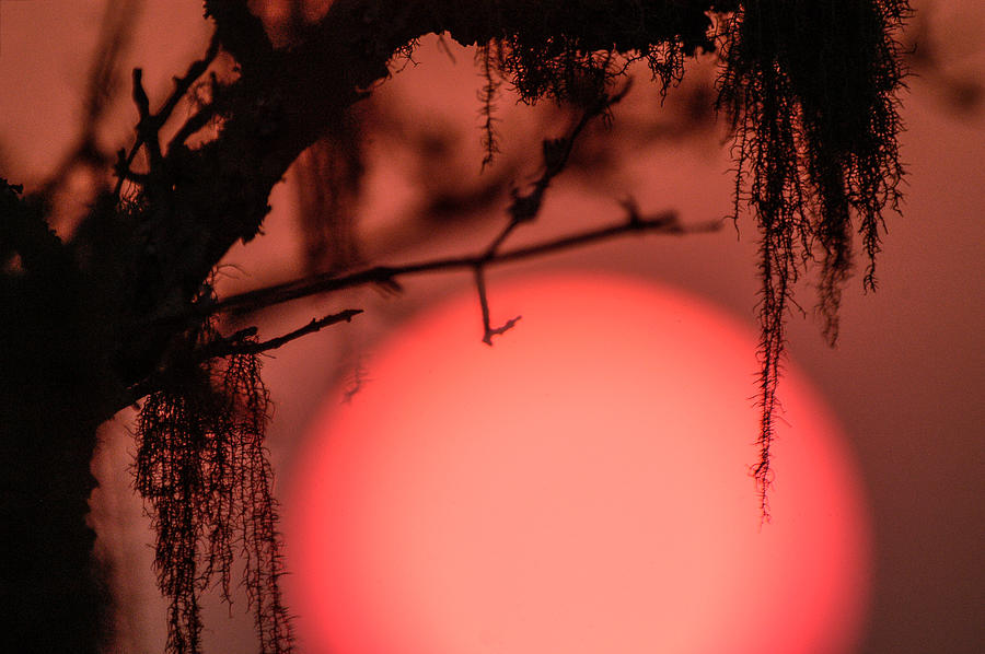 Sundangle Photograph by Alistair Lyne