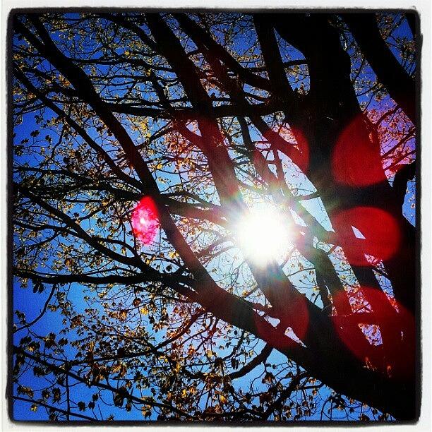 Tree Photograph - Sunday Afternoon Photos. #sunday #sun by Jess Gowan