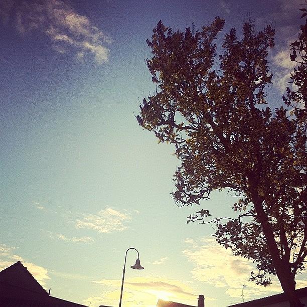Tree Photograph - Sundown. ☀👇😃 #phoneography by A U ✝