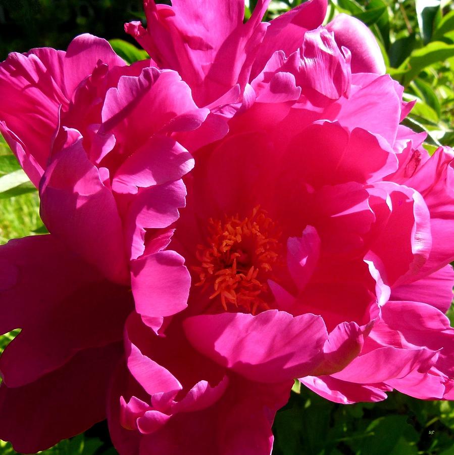 Sundrenched Peony Photograph by Will Borden
