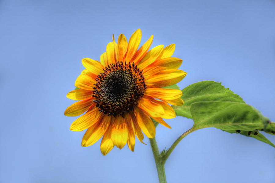 Sunflower 1 Photograph by Steve Gravano