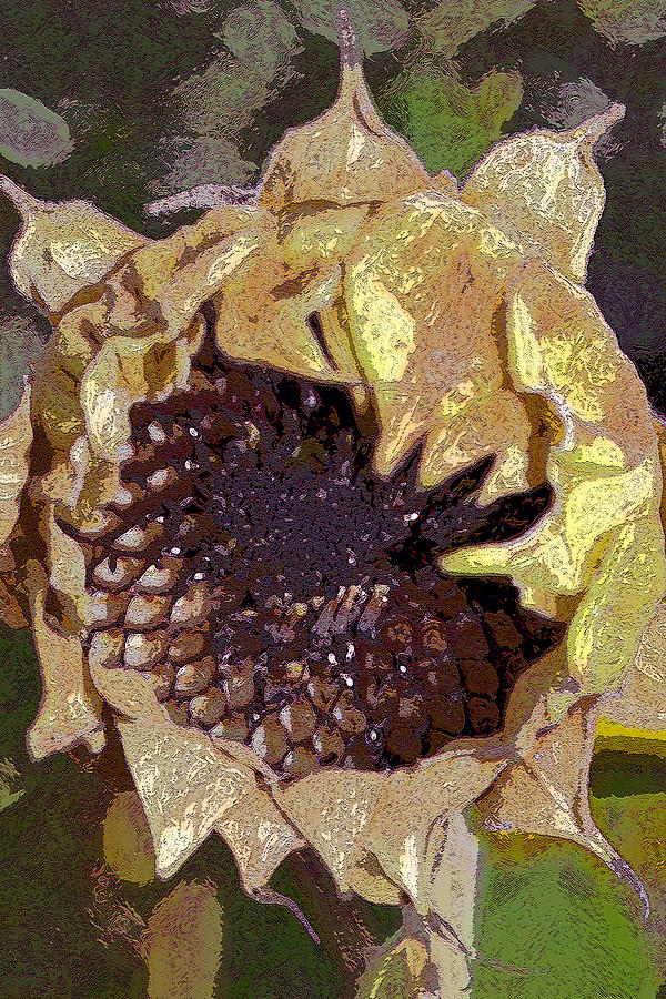 Flower Photograph - Sunflower 13 by Pamela Cooper