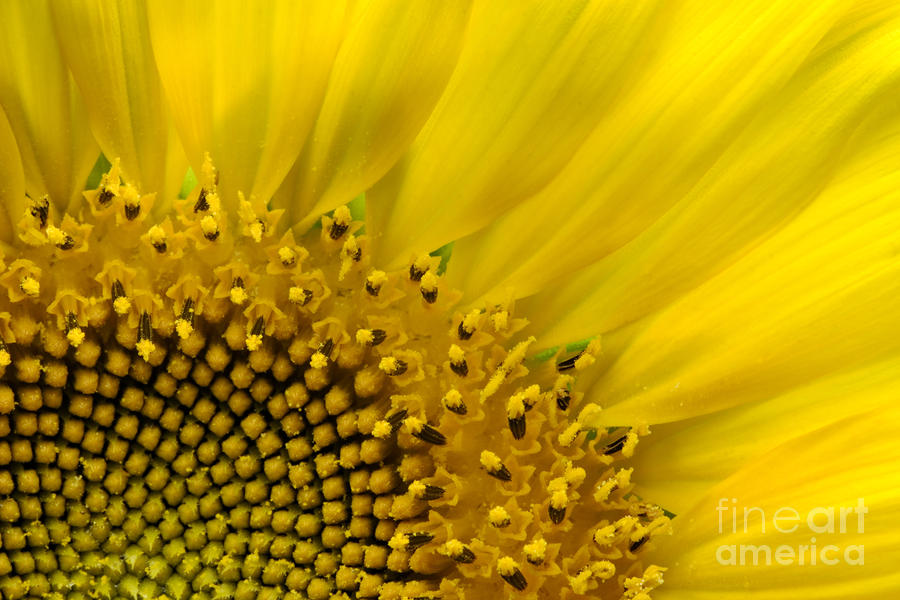 Sunflower 2 - D002930 Photograph by Daniel Dempster