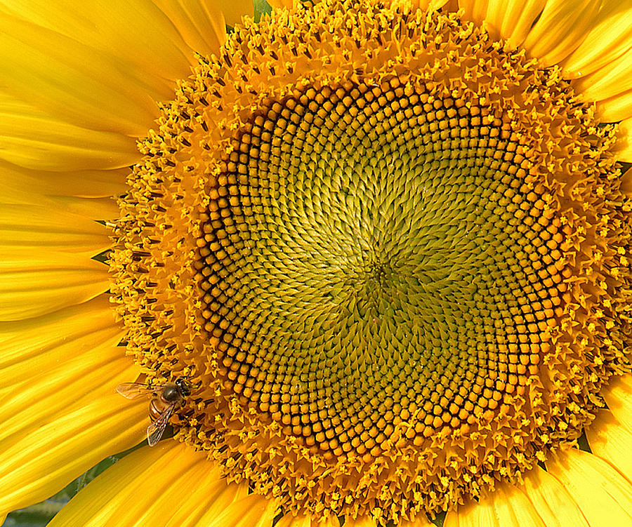 Sunflower Photograph - Sunflower-2 by Mukesh Srivastava