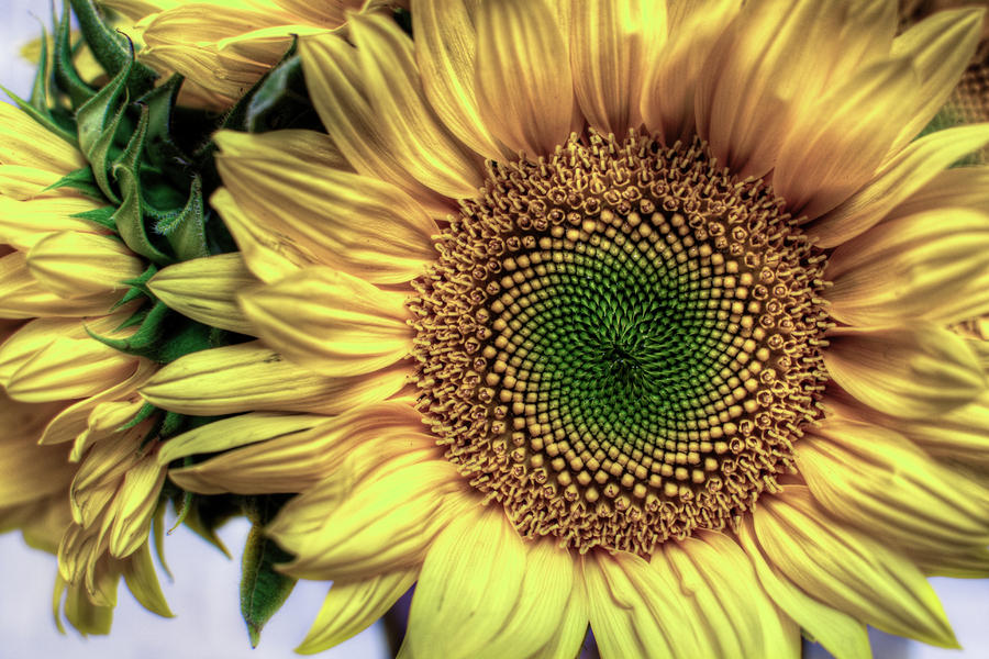 Sunflower 28 Photograph by Natasha Bishop