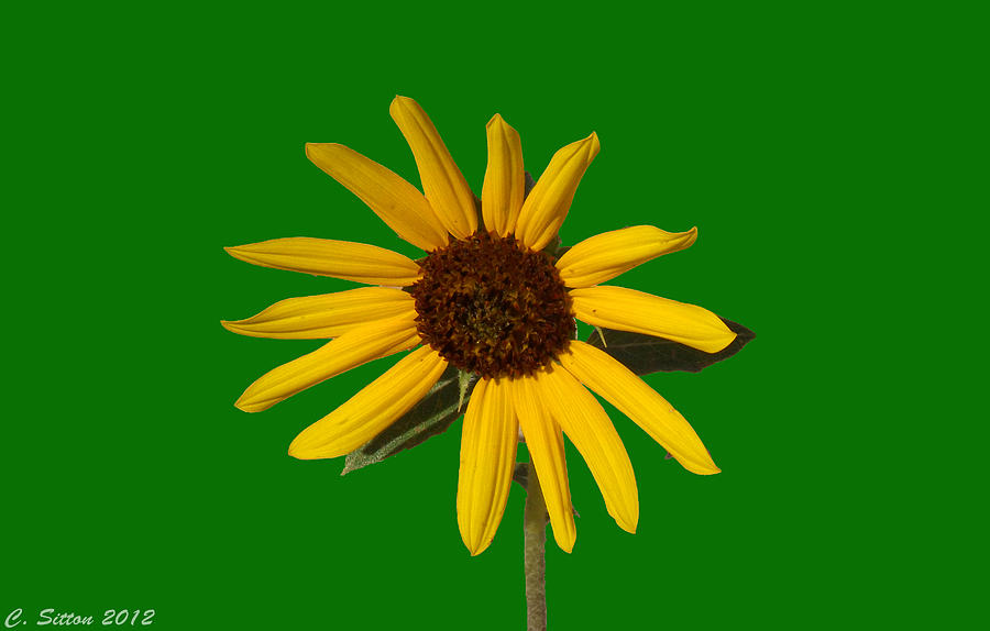 Sunflower 3 Photograph by C Sitton