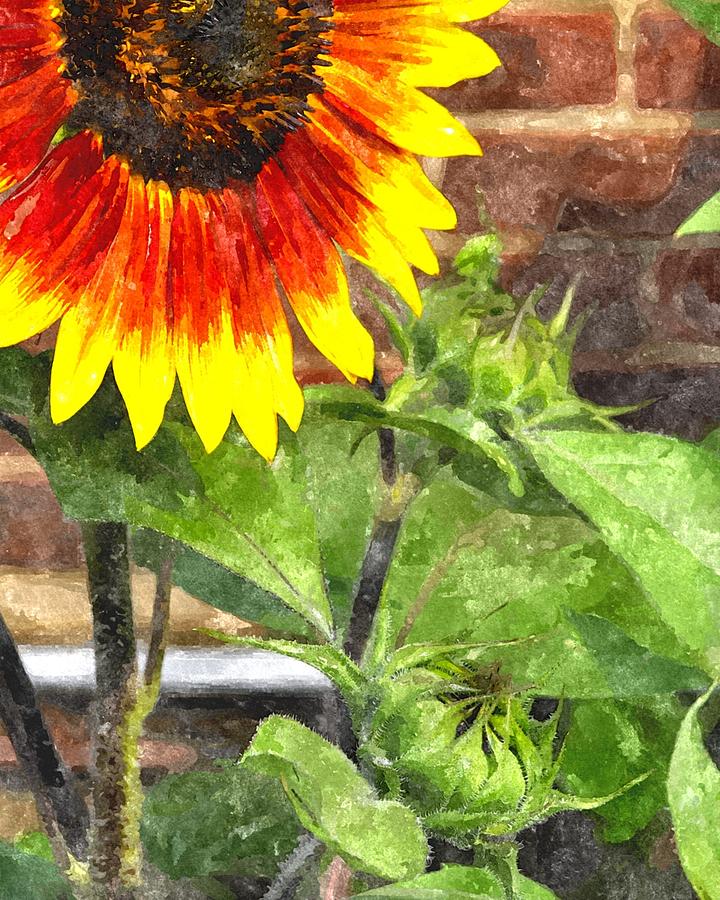 Sunflower 3 Sf3wc Digital Art