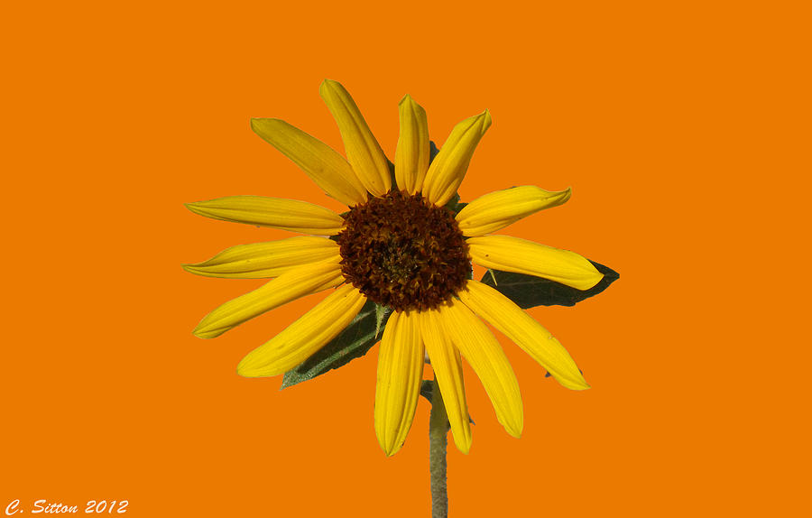 Sunflower 4 Photograph by C Sitton