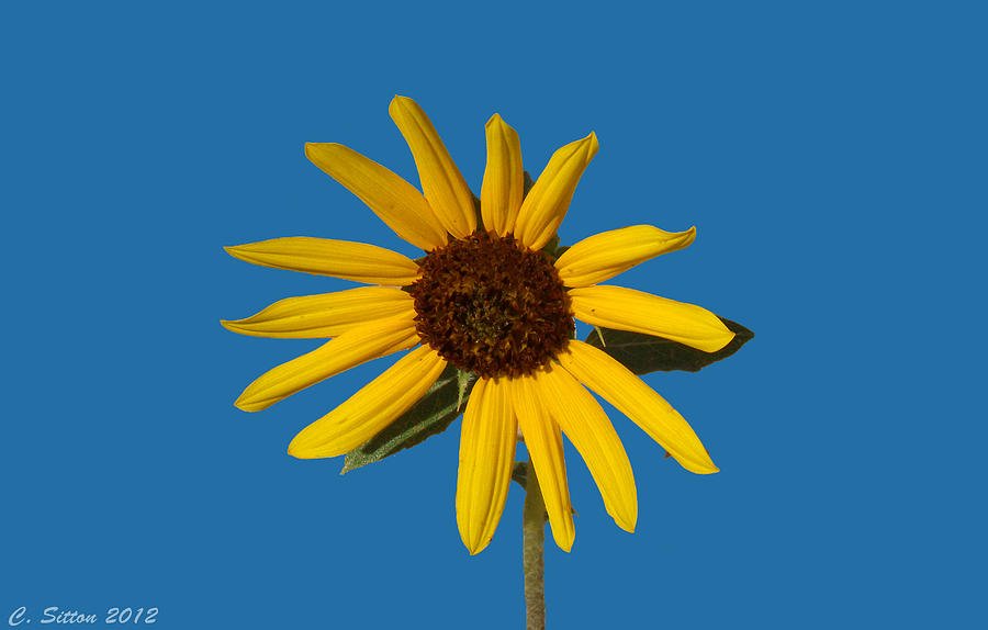 Sunflower 6 Photograph by C Sitton