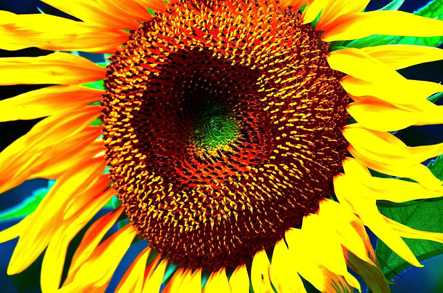 Sunflower Abstract Photograph by Robert Festerling | Fine Art America