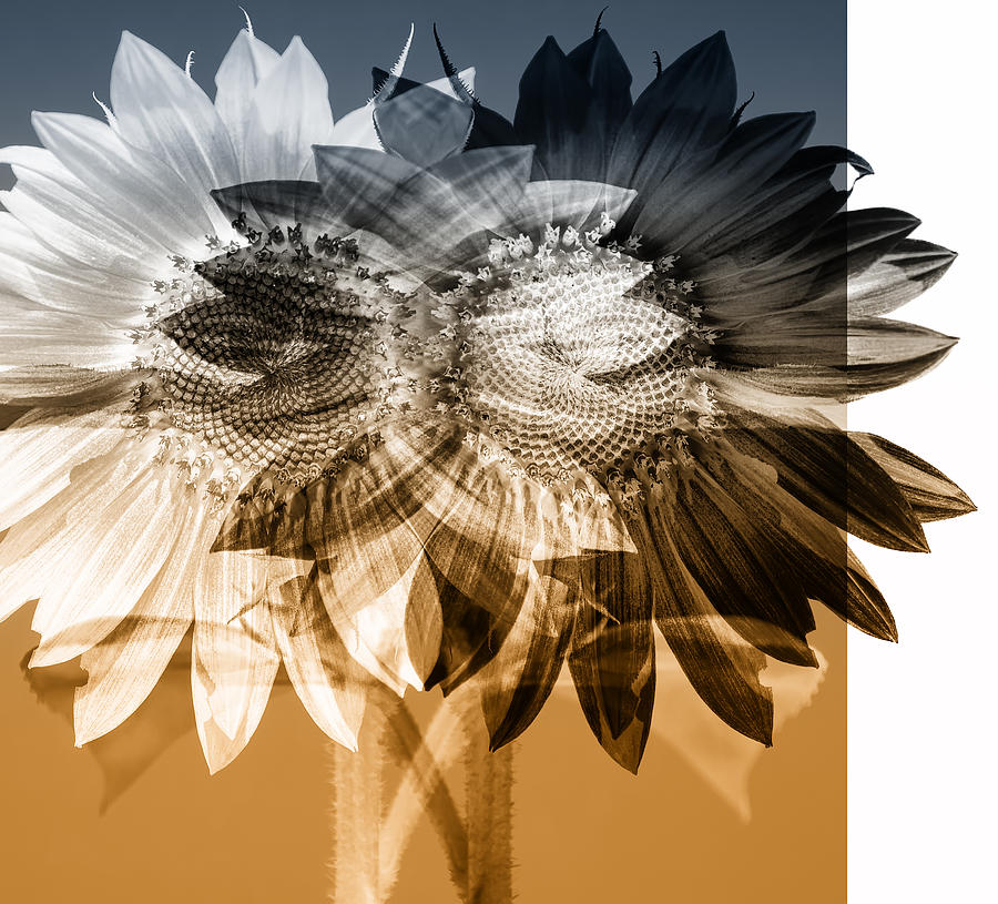 Sunflower Photograph - Sunflower Abstract by Wayne Sherriff