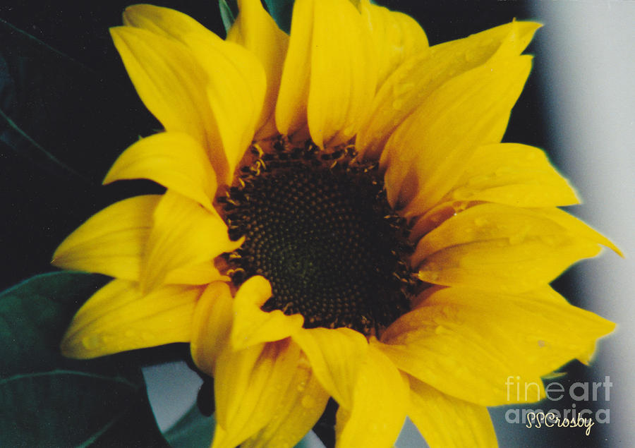 Sunflower after a Rain 2 Photograph by Susan Stevens Crosby
