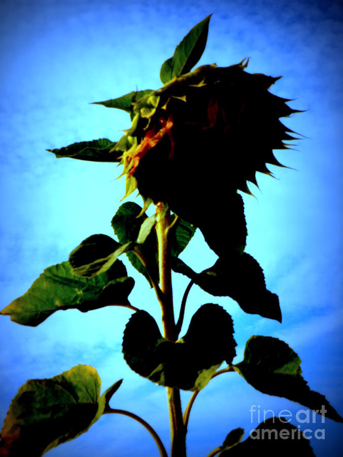 Sunflower Against Blue Sky Photograph by Lainie Wrightson